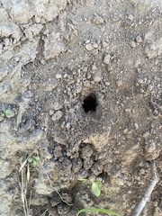 Calisoga longitarsis