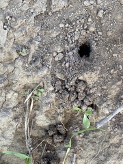Calisoga longitarsis