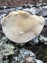 Trametes lactinea