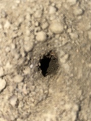 Calisoga longitarsis