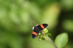 Callopepla emarginata