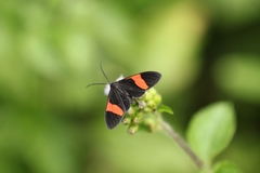 Callopepla emarginata