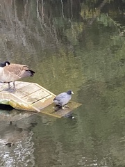 Fulica americana americana