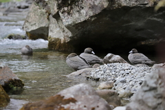 Hymenolaimus malacorhynchos