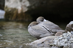 Hymenolaimus malacorhynchos