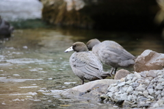 Hymenolaimus malacorhynchos