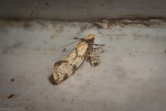 Coesyra hemiphragma