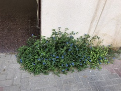 Anchusa