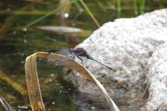 Erythrodiplax atroterminata