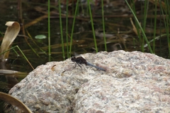 Erythrodiplax atroterminata