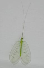 Apochrysa lutea