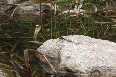 Erythrodiplax atroterminata