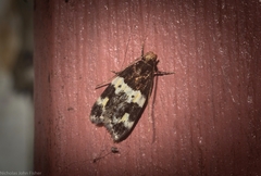 Sphyrelata melanoleuca