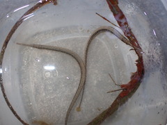 Syngnathus floridae