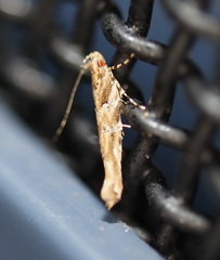 Anatrachyntis rileyi