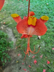 Amherstia nobilis