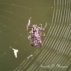 Micrathena brevispina