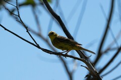 Emberiza citrinella caliginosa