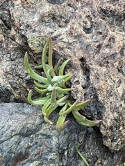 Dudleya abramsii bettinae