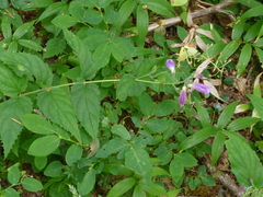 Nothochelone nemorosa