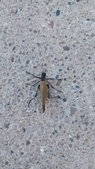 Scaphura elegans