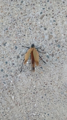 Scaphura elegans