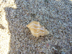 Struthiolaria papulosa