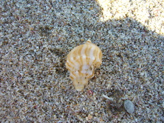 Struthiolaria papulosa