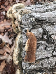 Trichaptum perrottetii