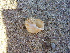 Struthiolaria papulosa