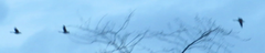 Branta canadensis