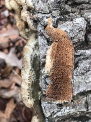 Trichaptum perrottetii