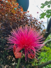 Pseudobombax ellipticum