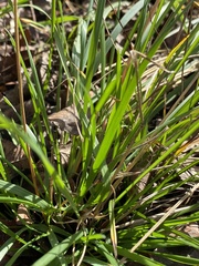Carex planostachys