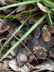 Carex planostachys