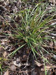 Carex planostachys