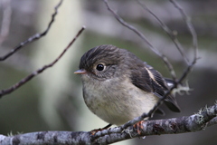 Petroica macrocephala macrocephala