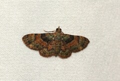 Gymnoscelis derogata