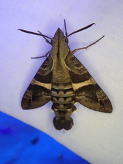 Macroglossum errans