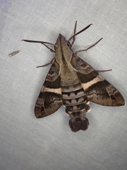 Macroglossum errans