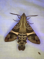 Macroglossum errans