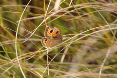 Argyrophenga janitae