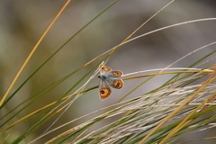 Argyrophenga janitae