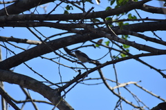 Polioptila