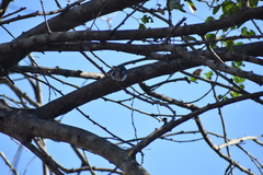 Polioptila