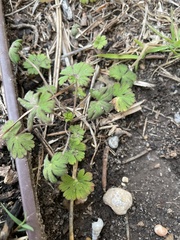 Geranium pusillum