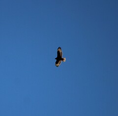 Buteo regalis