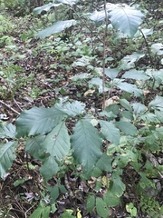 Magnolia acuminata
