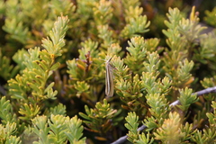 Orocrambus vittellus