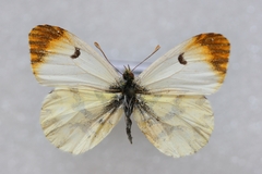 Anthocharis euphenoides